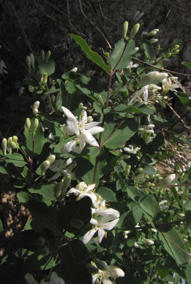 Image of Lonicera tatarica specimen.