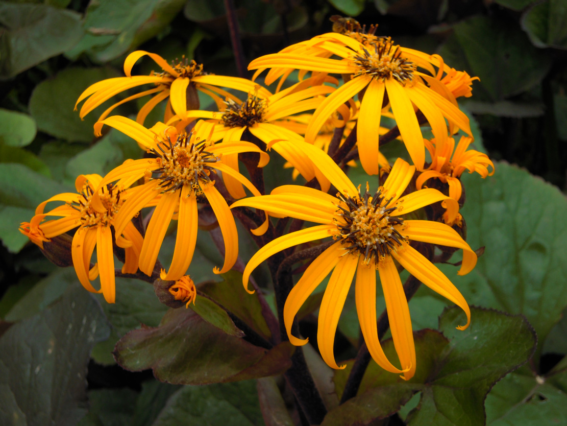 Image of Ligularia dentata specimen.