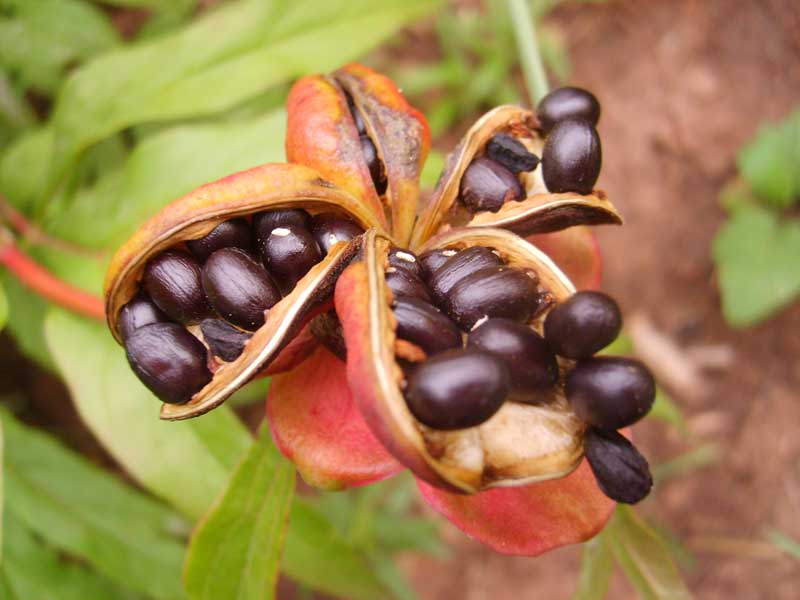 Image of Paeonia anomala specimen.