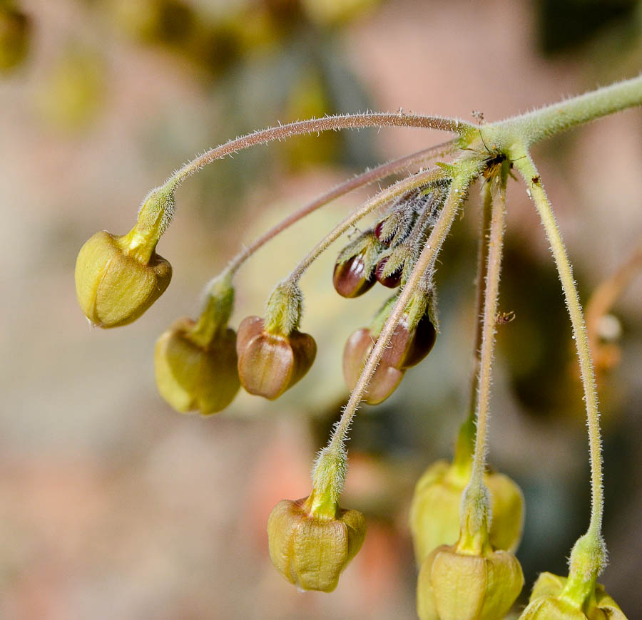 Image of Pergularia tomentosa specimen.