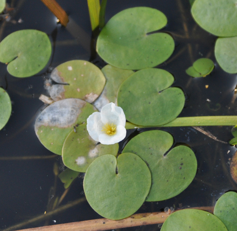 Image of Hydrocharis morsus-ranae specimen.