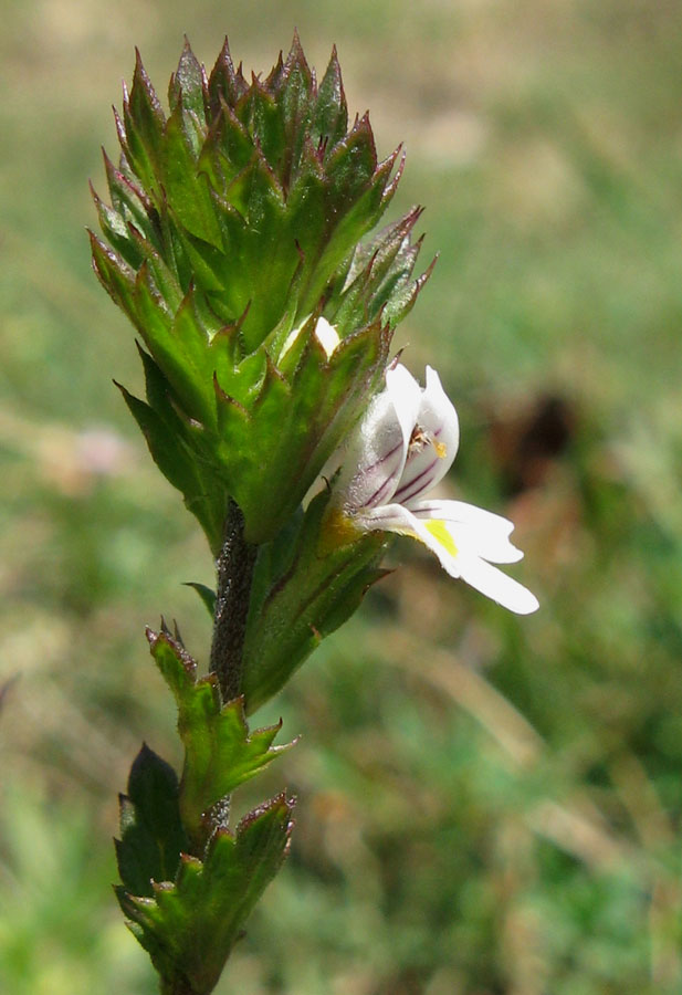 Изображение особи Euphrasia taurica.