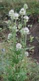 Dipsacus laciniatus. Верхушка цветущего растения. Адыгея, хр. Уна-Коз, луговой склон. 13.08.2008.