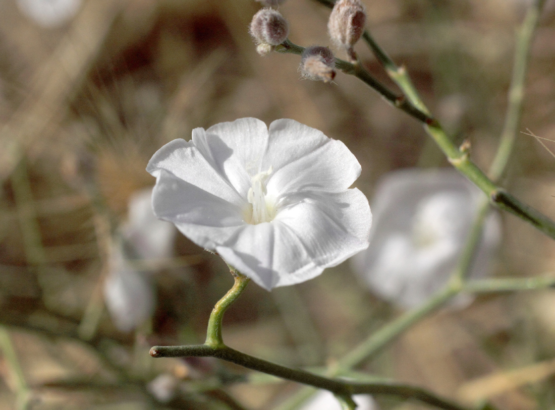 Image of Convolvulus hamadae specimen.