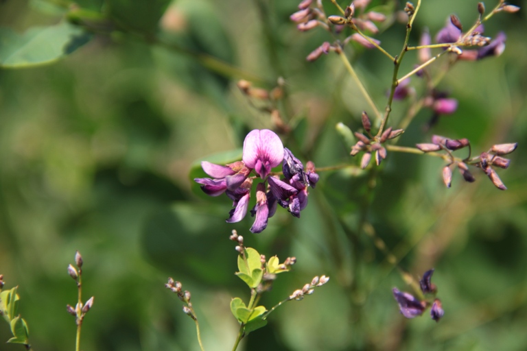 Image of Lespedeza bicolor specimen.