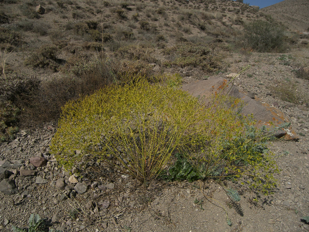 Image of genus Euphorbia specimen.