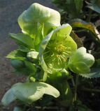 Helleborus argutifolius