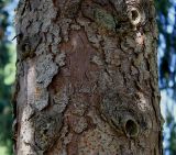Picea omorika. Часть ствола взрослого дерева. Германия, г. Krefeld, ботанический сад. 16.09.2012.