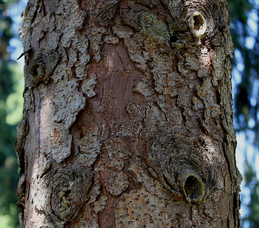 Image of Picea omorika specimen.