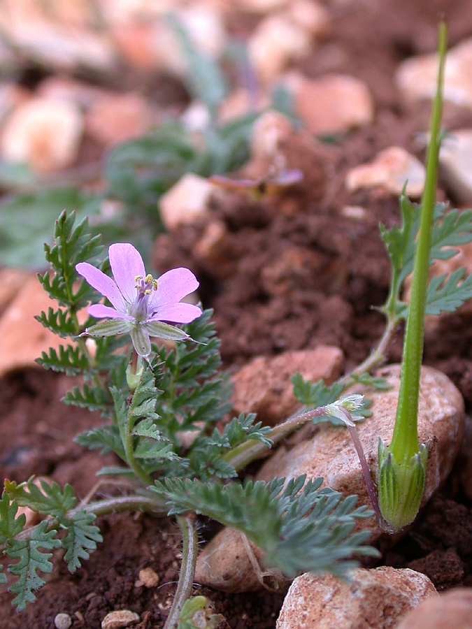 Изображение особи Erodium acaule.