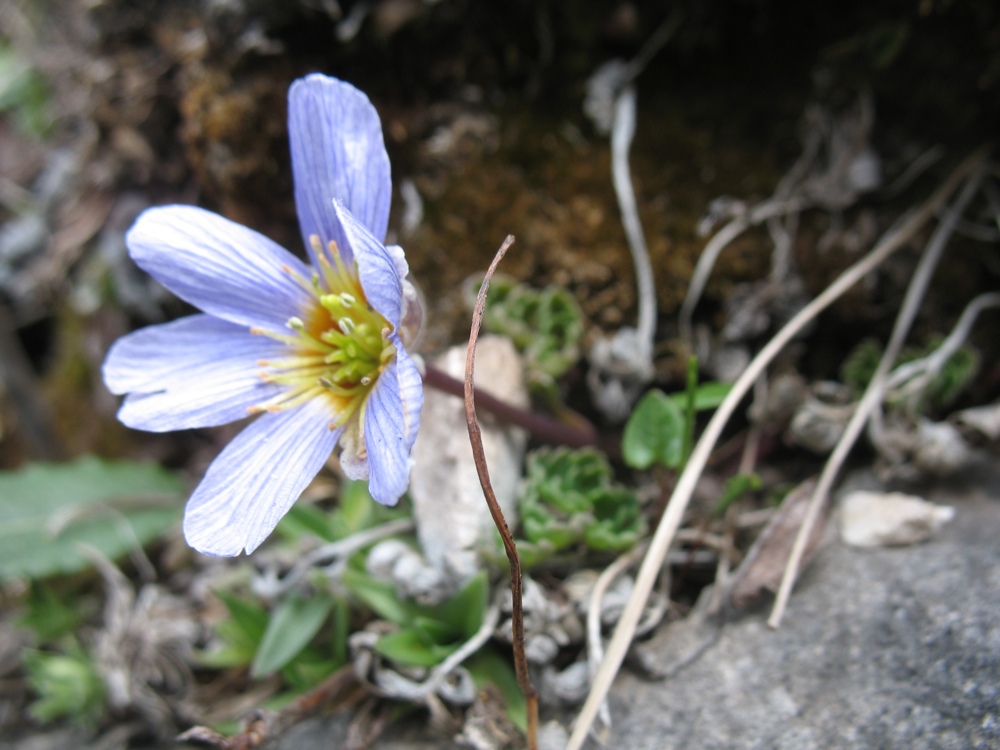 Изображение особи Callianthemum farreri.