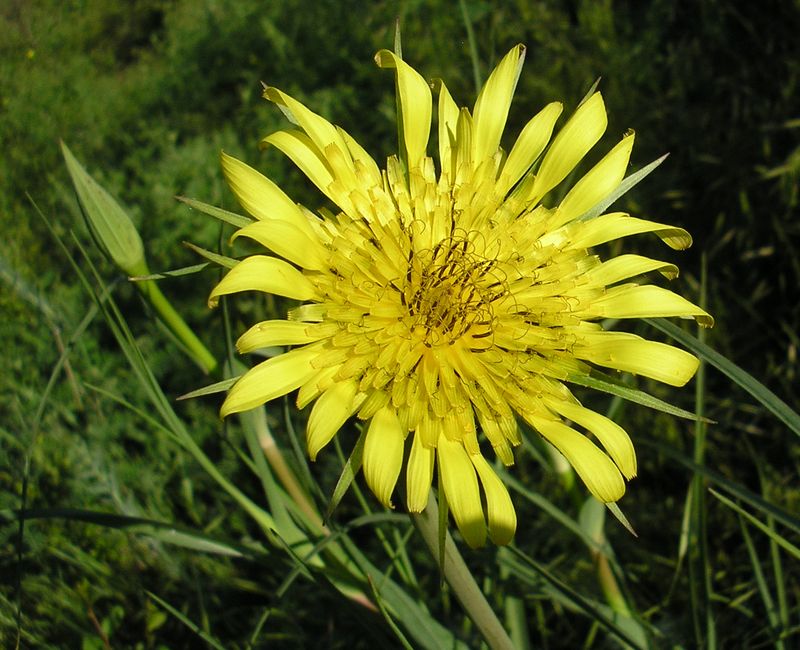 Image of Tragopogon dubius specimen.