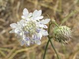View full-size image Cephalaria transsylvanica