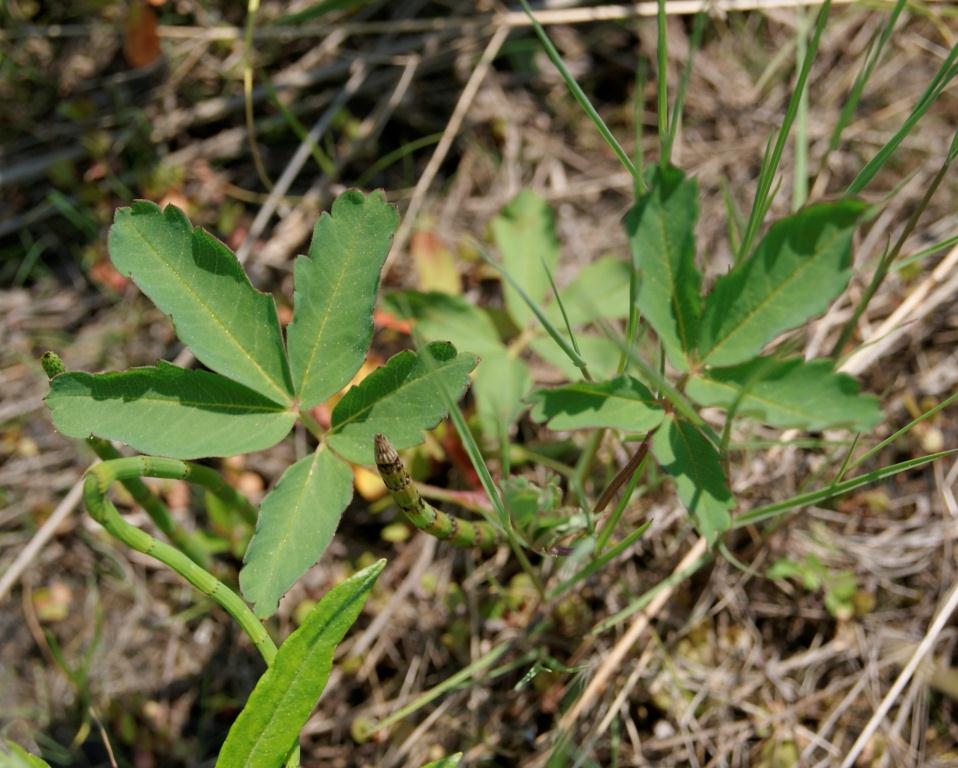 Изображение особи Comarum palustre.