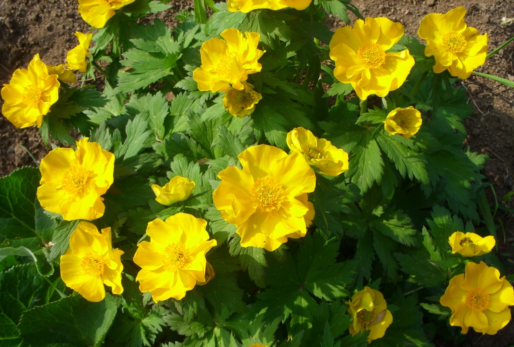 Image of Trollius riederianus specimen.