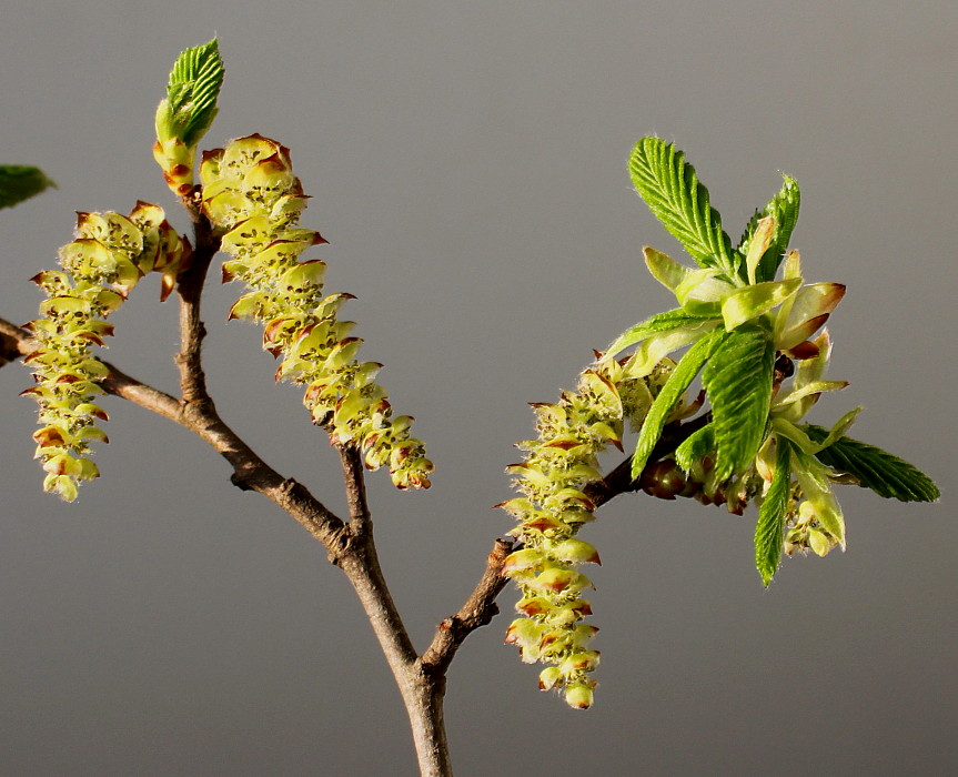 Image of Carpinus betulus specimen.