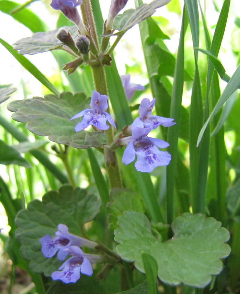 Image of Glechoma hederacea specimen.