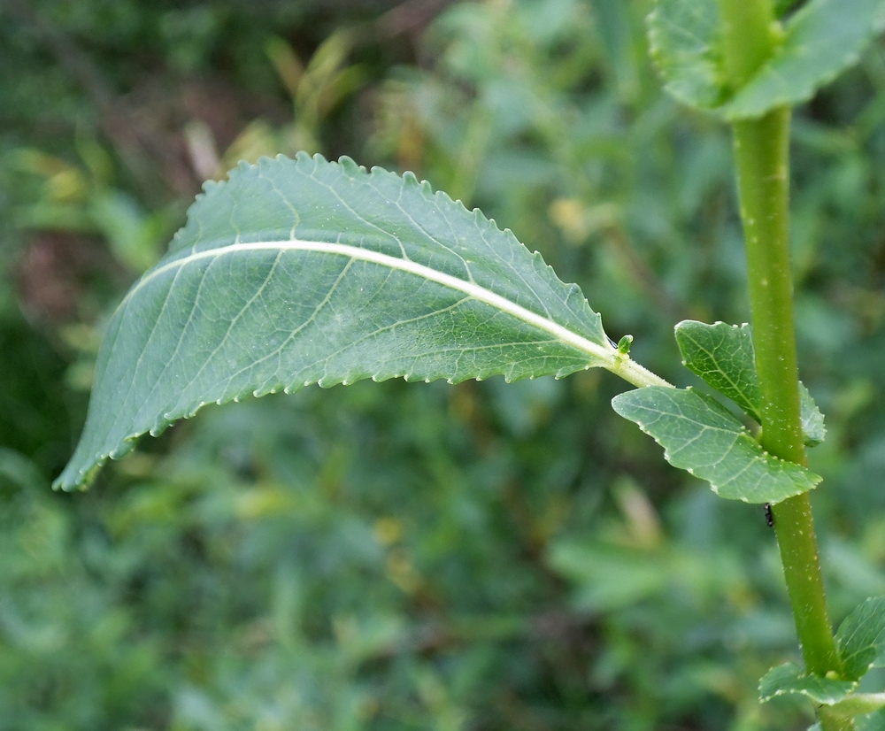 Image of Salix &times; alopecuroides specimen.