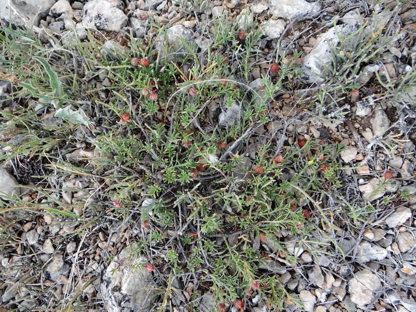 Image of Fumana procumbens specimen.