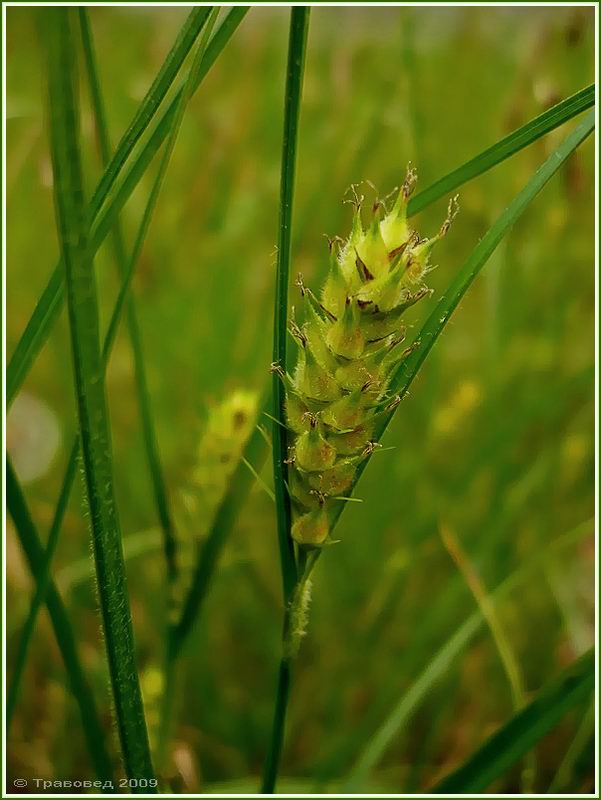 Image of Carex hirta specimen.