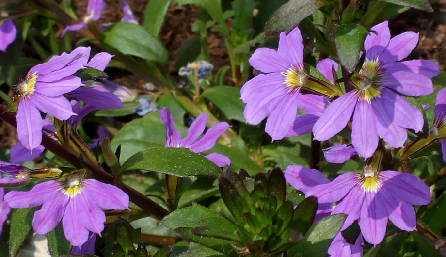 Image of Scaevola aemula specimen.