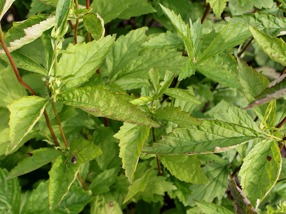 Image of Geum canadense specimen.