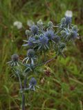 Eryngium planum