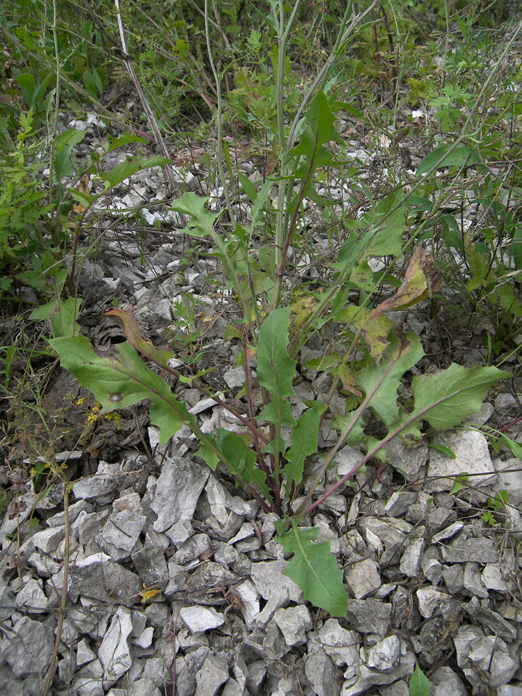 Изображение особи Crepis sonchifolia.