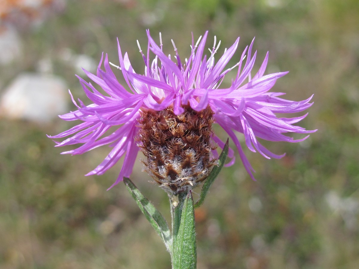 Image of genus Centaurea specimen.