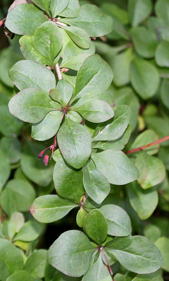 Изображение особи Berberis polyantha.