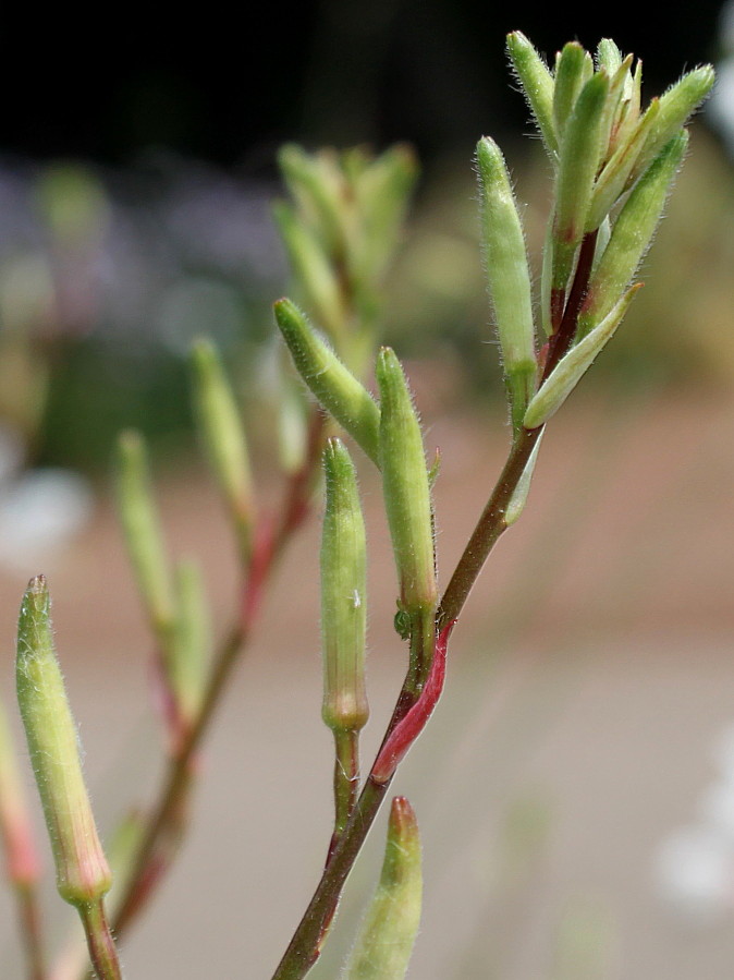 Image of Gaura lindheimeri specimen.