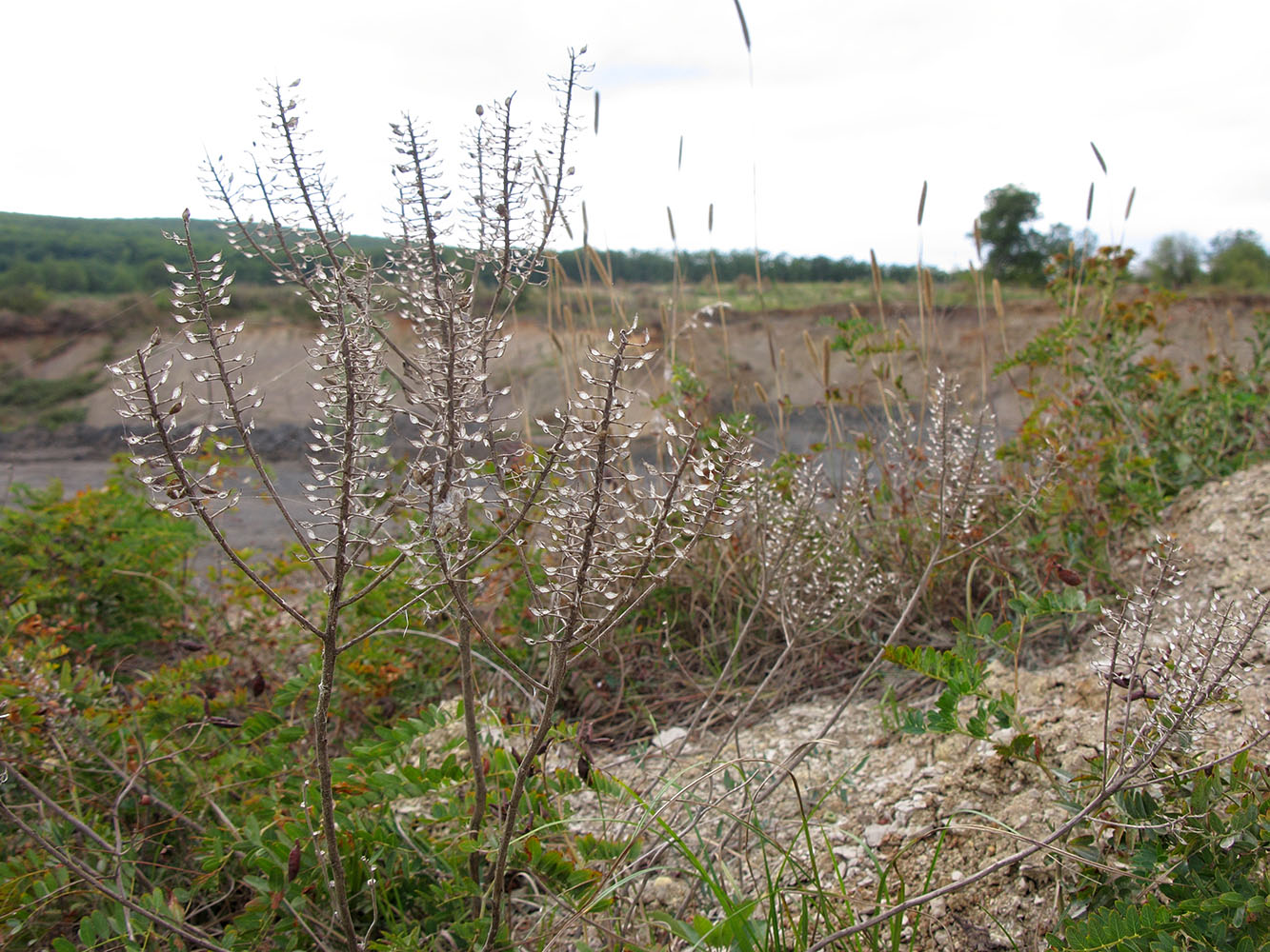 Image of Lepidium campestre specimen.