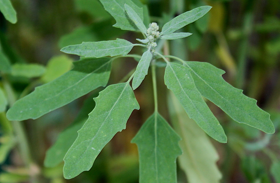 Image of Chenopodium ficifolium specimen.