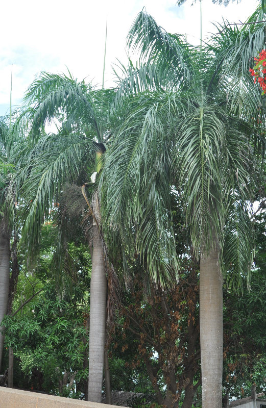 Image of Roystonea regia specimen.