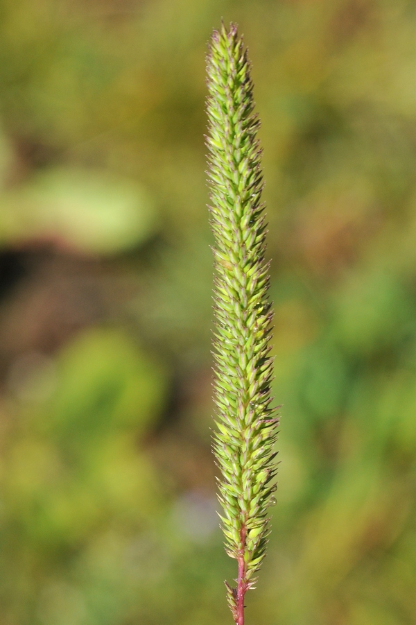 Image of Phleum phleoides specimen.