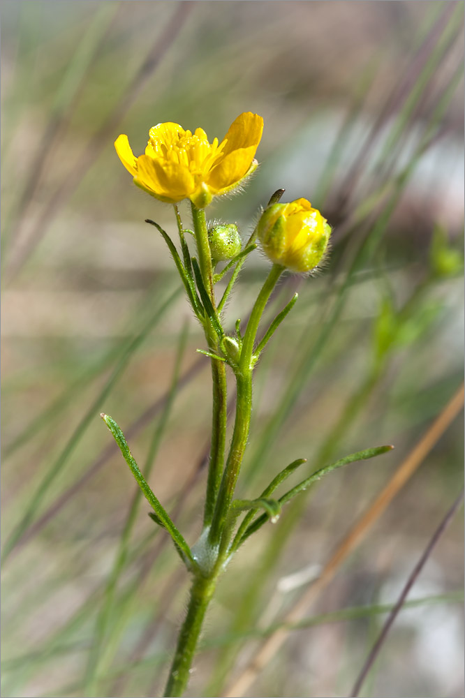 Image of Ranunculus polyanthemos specimen.