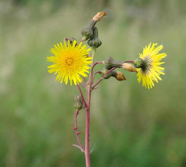 Image of Sonchus arvensis specimen.