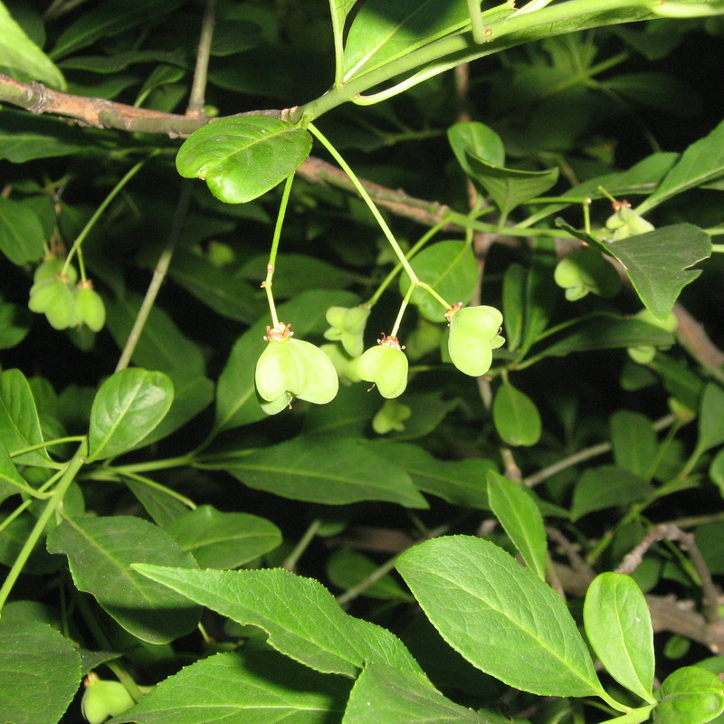 Image of Euonymus europaeus specimen.