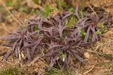 Ajuga chia