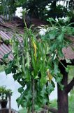 Plumeria pudica. Верхушка цветущего растения. Таиланд, национальный парк Си Пханг-нга. 19.06.2013.