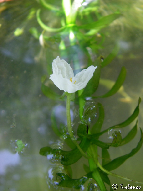 Image of Egeria densa specimen.