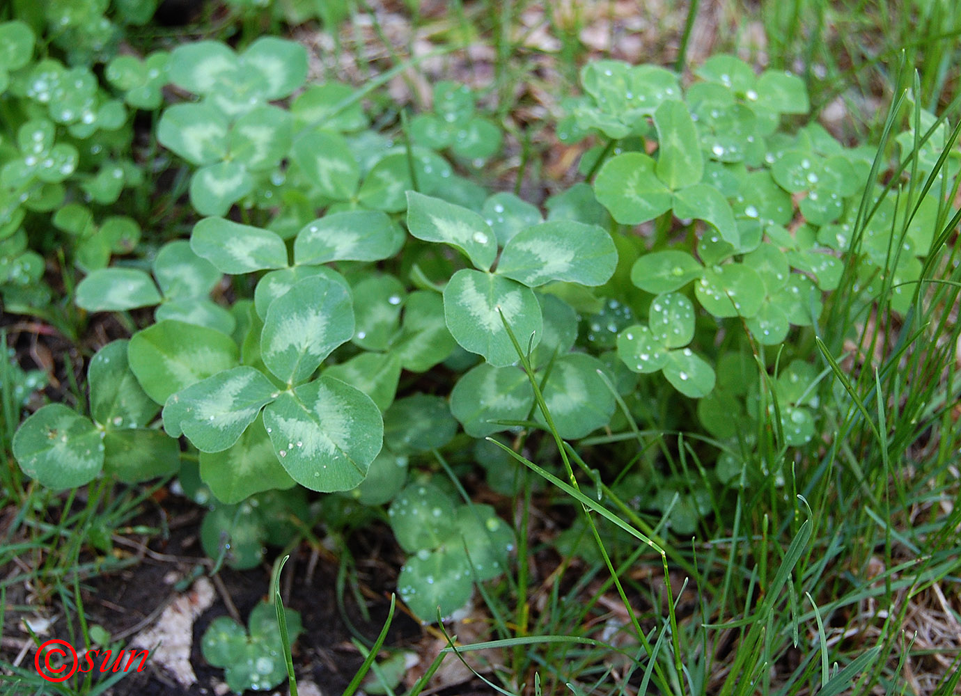 Image of Trifolium pratense specimen.