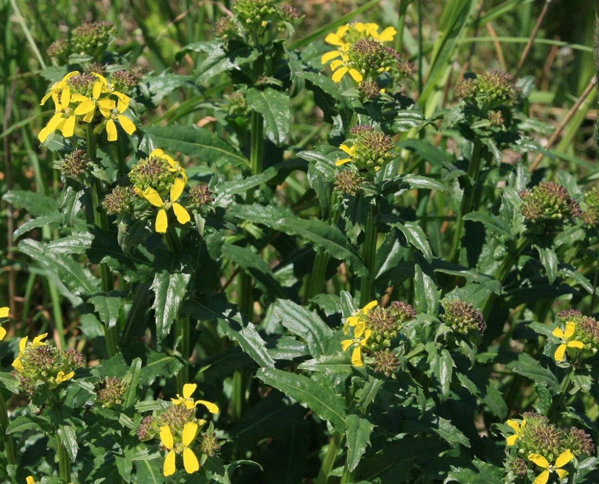 Image of Erysimum ibericum specimen.