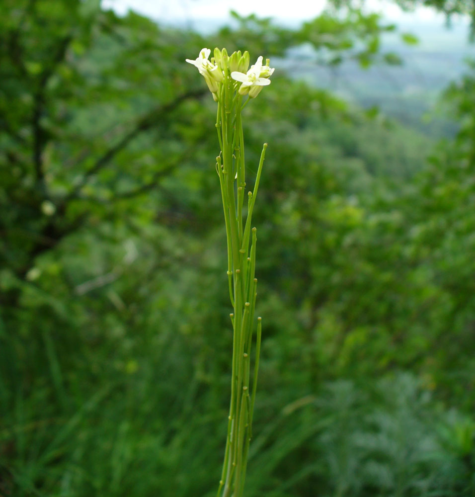 Image of Turritis glabra specimen.