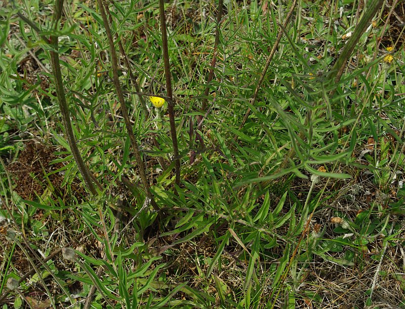 Image of Centaurea scabiosa specimen.