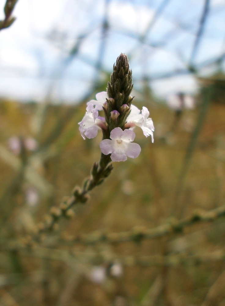 Изображение особи Verbena officinalis.