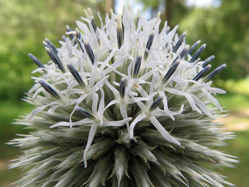 Image of Echinops sphaerocephalus specimen.