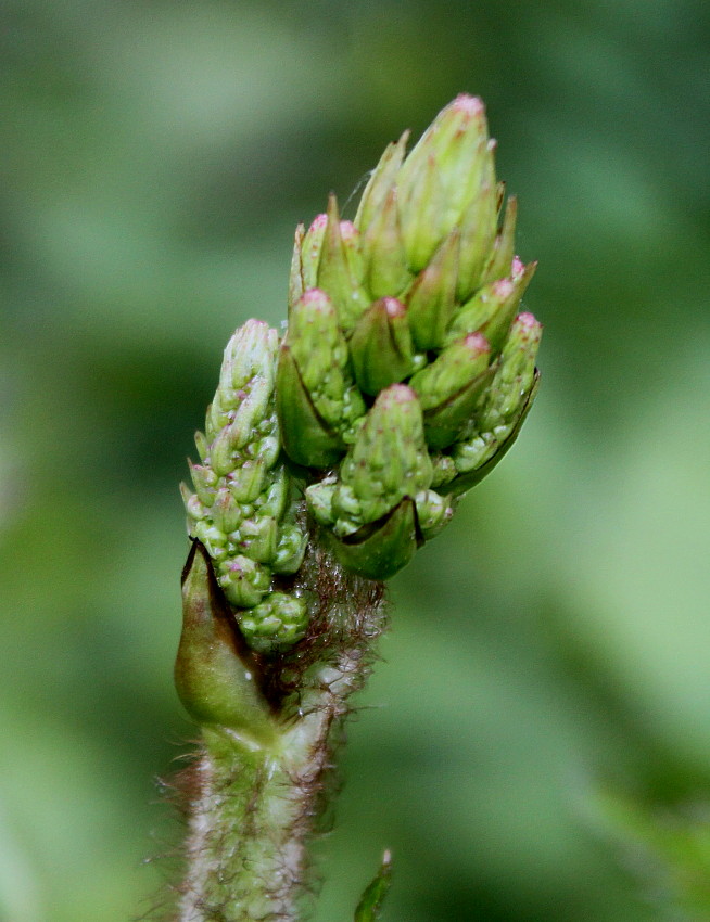 Image of Astilbe chinensis var. davidii specimen.