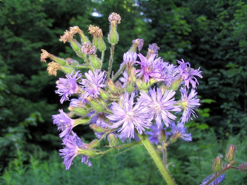 Image of Cicerbita alpina specimen.