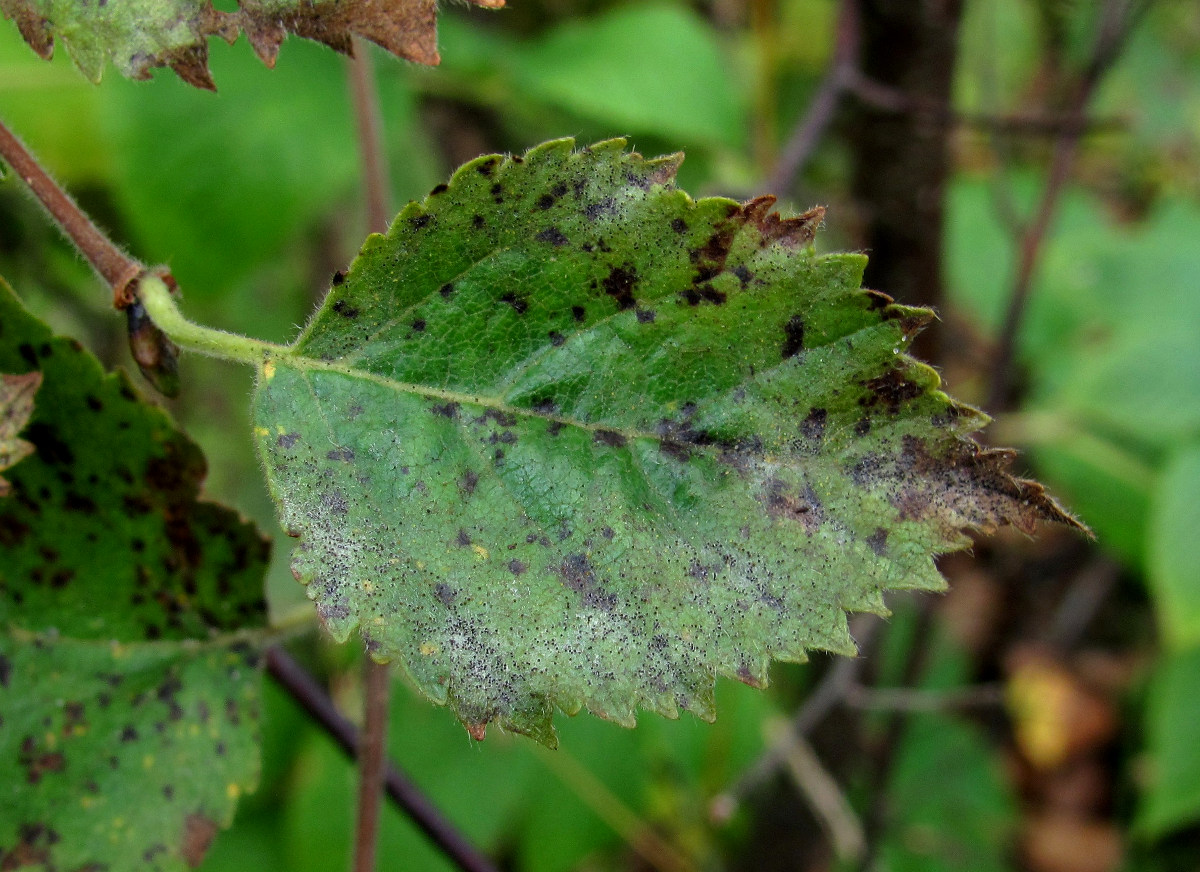 Image of Betula pubescens specimen.